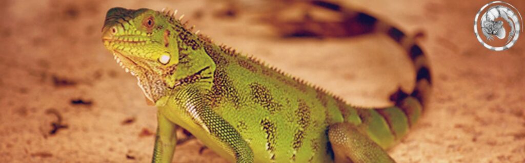 Ctenosaura acanthura Stichting Doelgroep Groene Leguanen