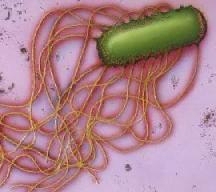 salmonella bacterie