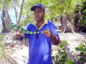 Fiji National Trust Ranger met één van de volwassen fokleguanen - foto Peter Harlow
