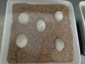 Monuriki Brachylophus vitiensis eieren = foto Kim Lovich