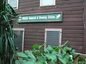 Iguana research and breeding station