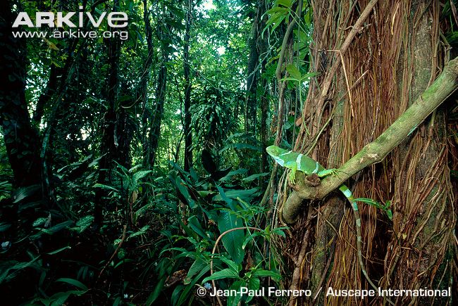 Male-Fiji-banded-iguana-in-habitat